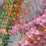 Photo by David Cadman